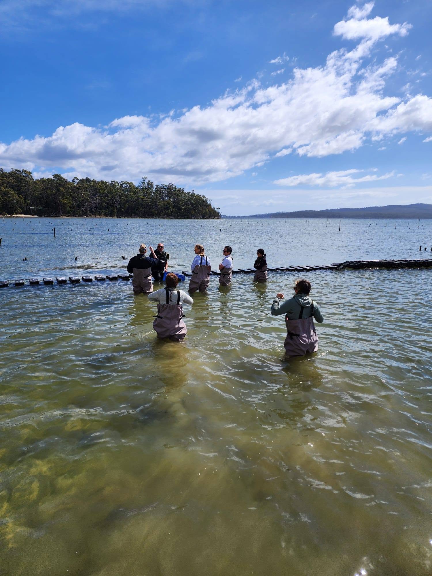 Guests in waders standing beside the oyster racks in the D'Entrecasteaux Channel