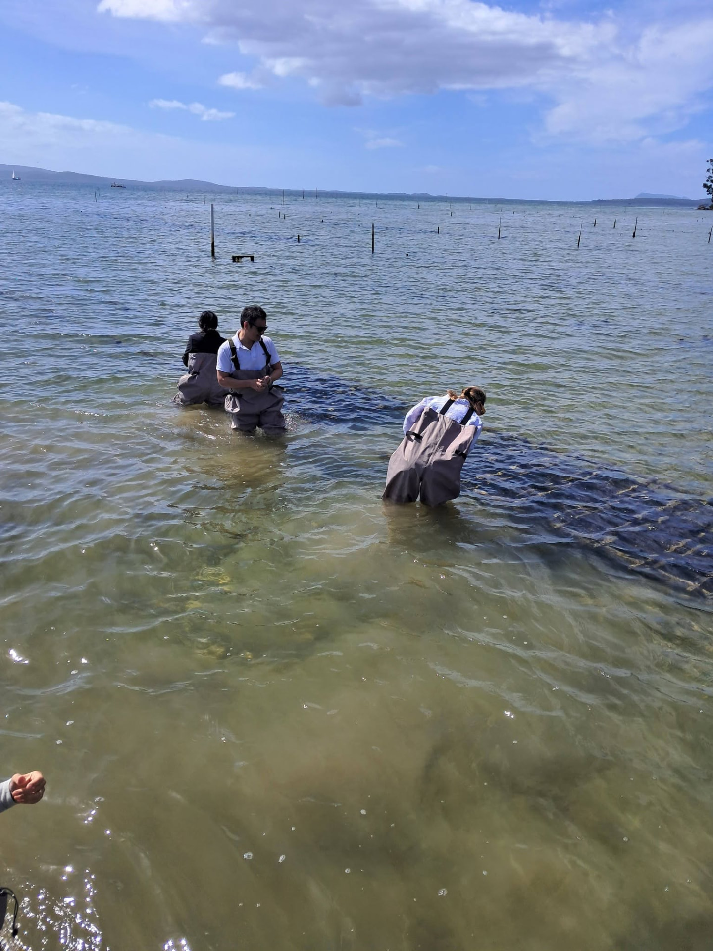 Guests wading out to the oyster racks in the clear shallow water