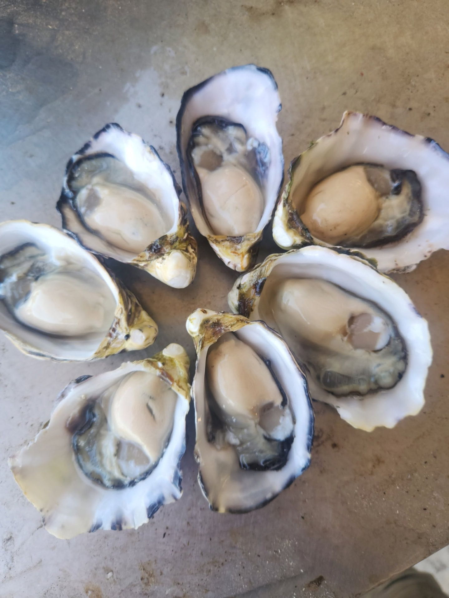 Six freshly shucked Channel oysters arranged in a circle